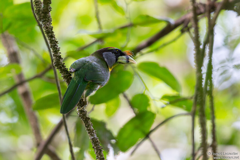 Fire-tufted Barbetadult