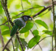 Fire-tufted Barbet