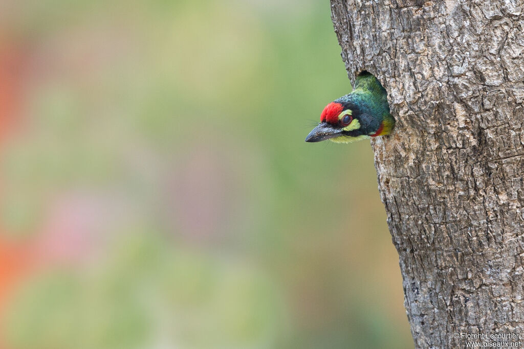 Coppersmith Barbet