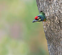 Coppersmith Barbet