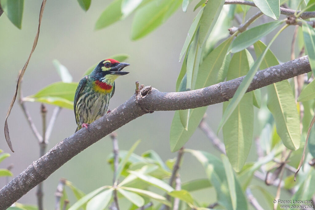 Barbu à plastron rouge