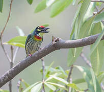 Coppersmith Barbet