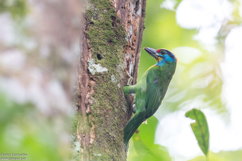 Black-browed Barbetadult, eats