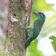 Black-browed Barbet