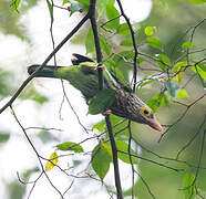 Lineated Barbet