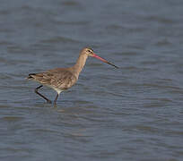 Black-tailed Godwit