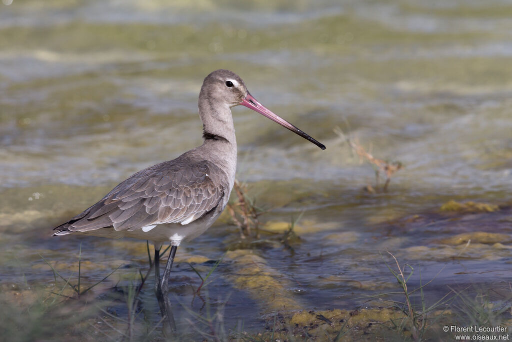 Black-tailed Godwit