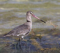 Black-tailed Godwit