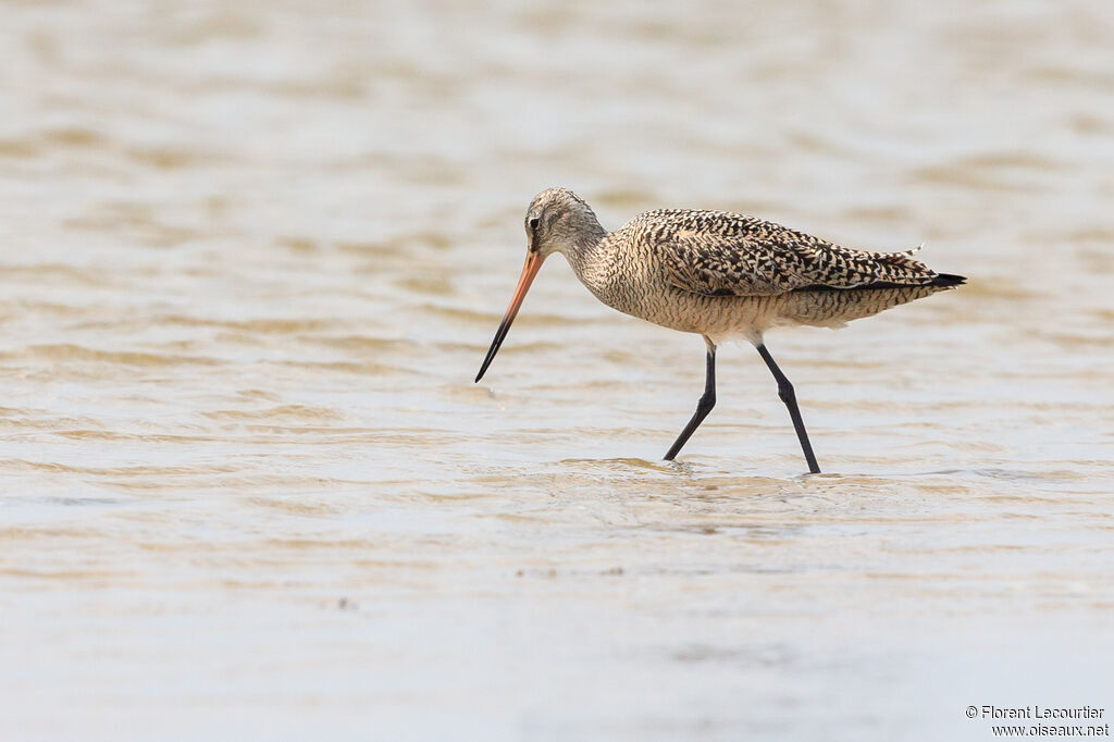 Marbled Godwit