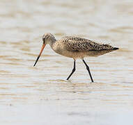 Marbled Godwit