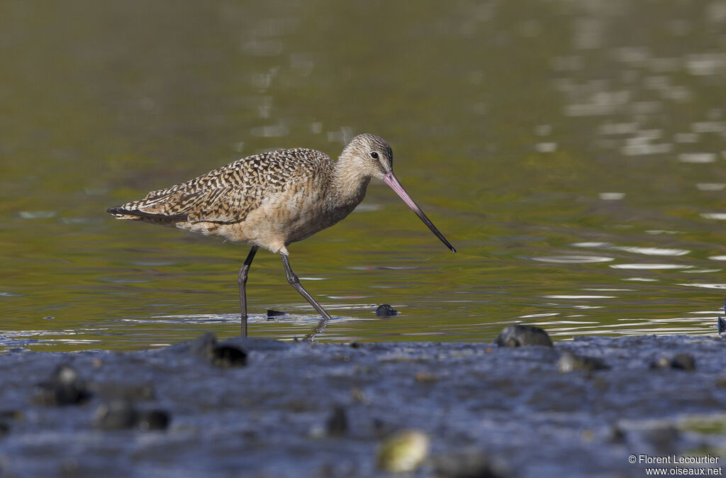 Marbled Godwit