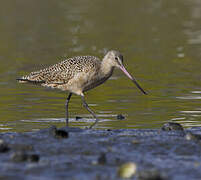 Marbled Godwit