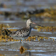 Bar-tailed Godwit