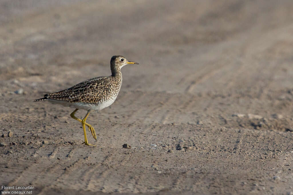 Upland Sandpiperadult, identification