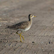 Upland Sandpiper