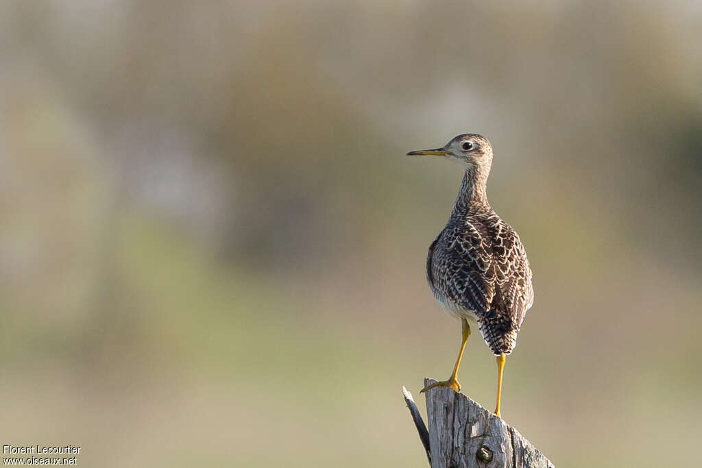 Upland Sandpiperadult, pigmentation, Behaviour