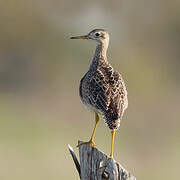 Upland Sandpiper