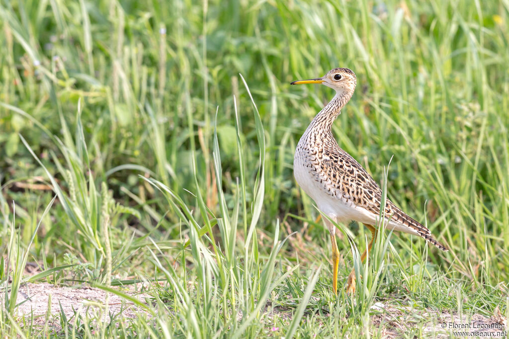 Upland Sandpiper