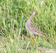 Upland Sandpiper