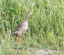 Upland Sandpiper