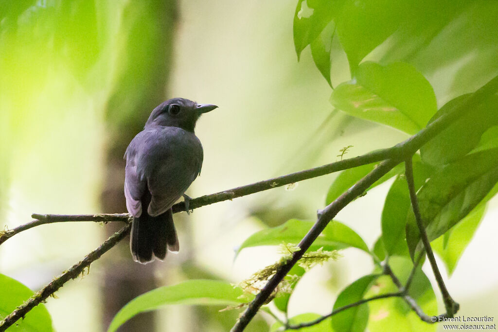 Dusky-throated Antshrike male adult