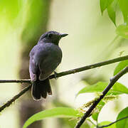 Dusky-throated Antshrike