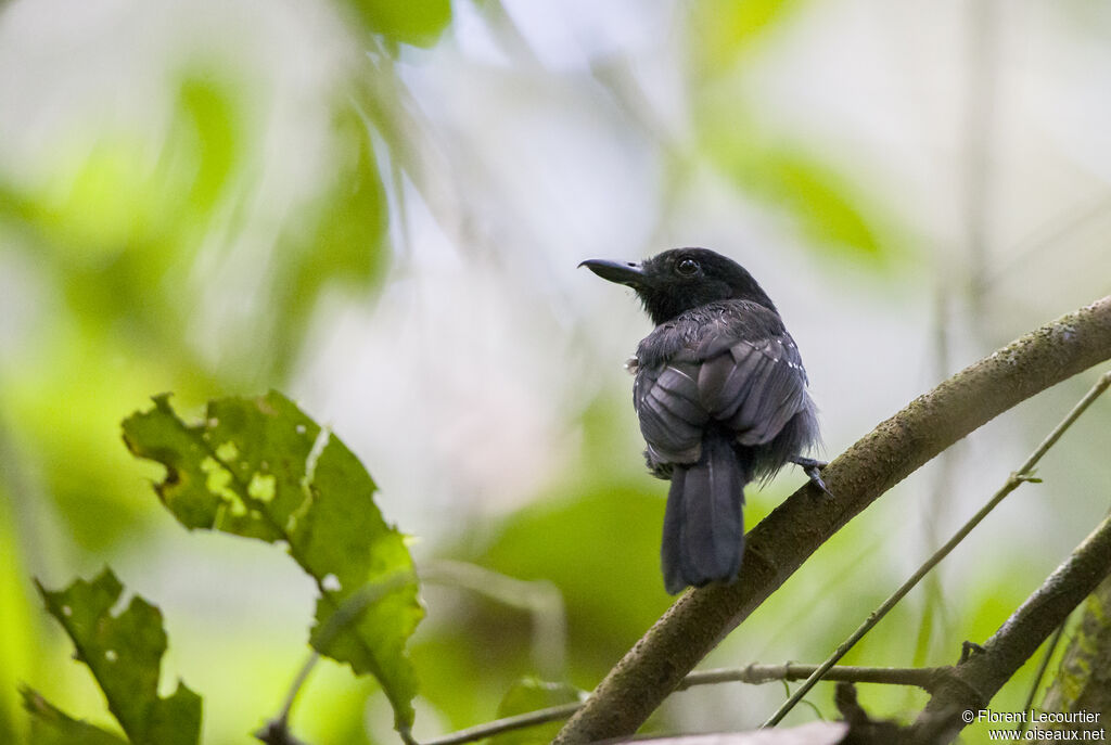 Black-hooded Antshrike male