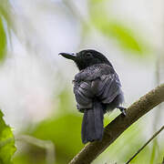 Black-hooded Antshrike