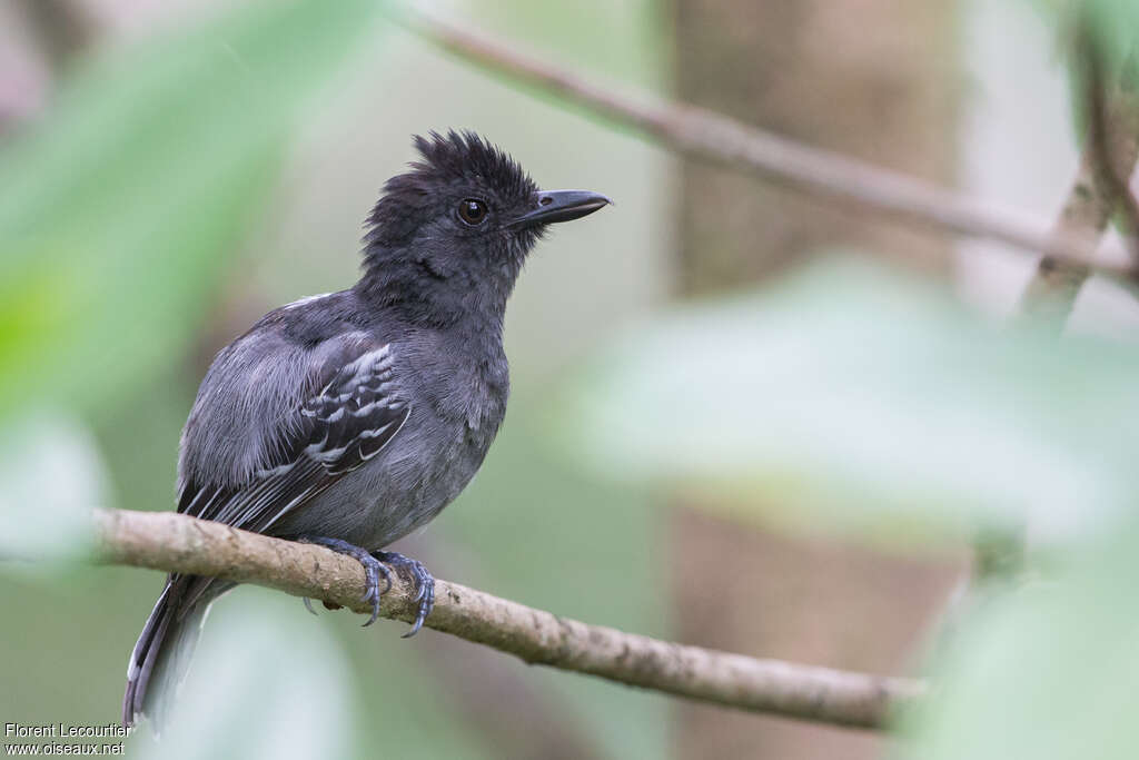 Blackish-grey Antshrike male adult, identification