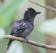 Blackish-grey Antshrike