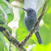 Fasciated Antshrike