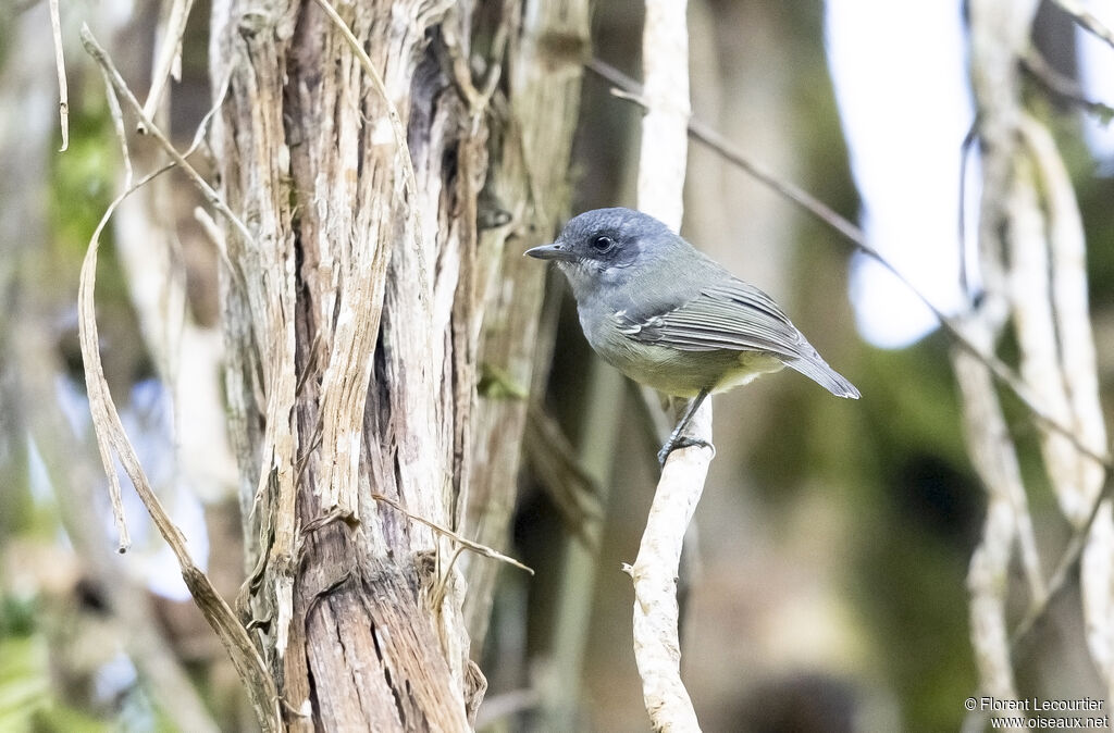 Plain Antvireo male