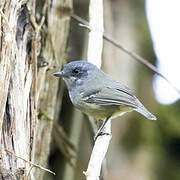 Plain Antvireo