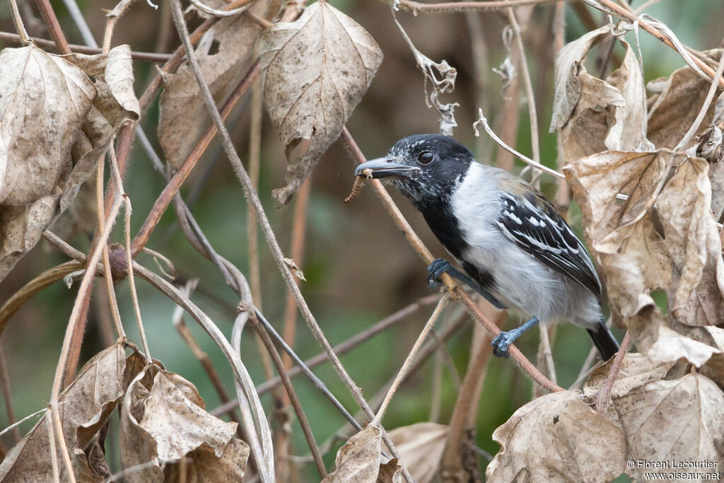 Black-crested Antshrike male