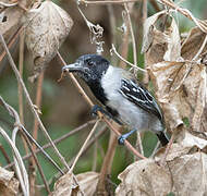 Black-crested Antshrike