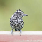 Barred Antshrike