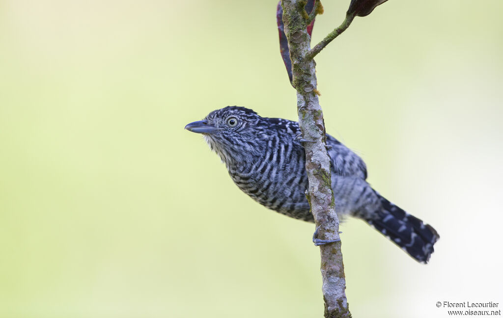 Barred Antshrike male