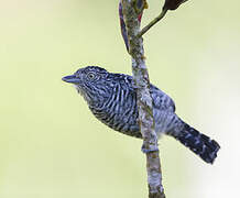 Barred Antshrike