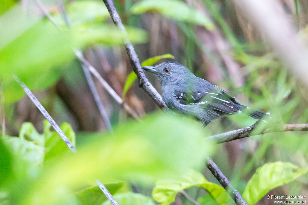 Northern Slaty Antshrike male