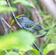 Northern Slaty Antshrike