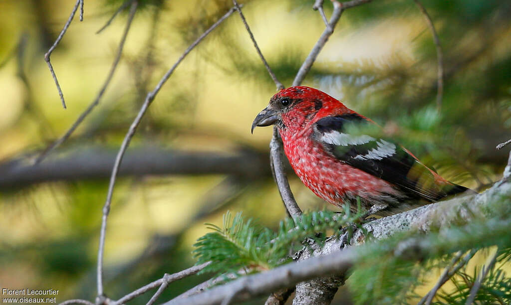 Two-barred Crossbill male, identification