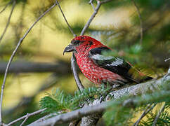 Two-barred Crossbill