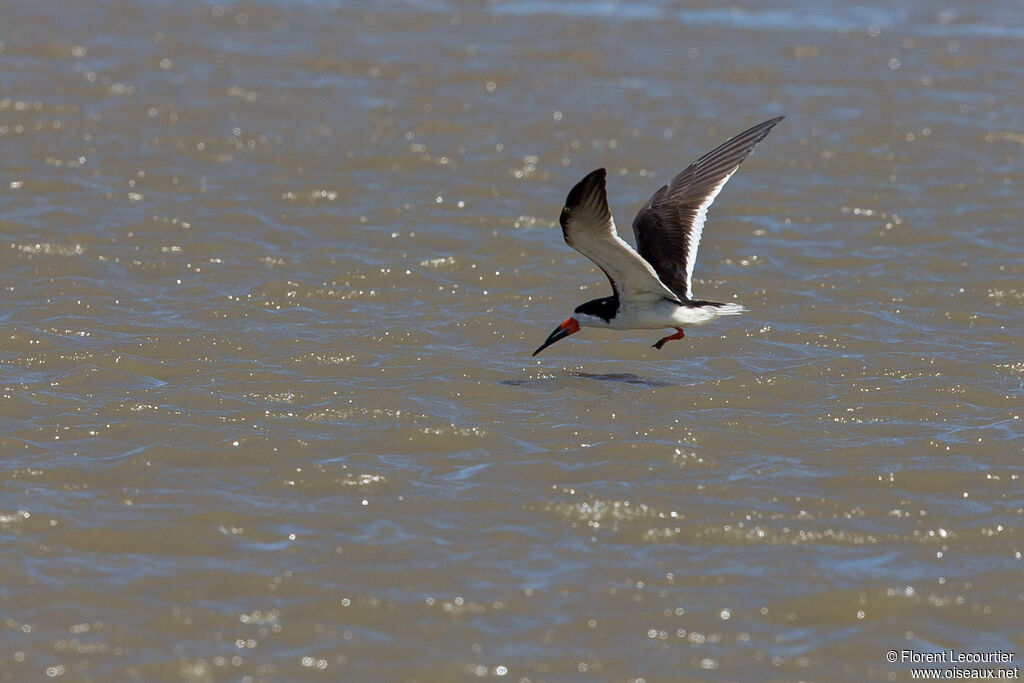 Black Skimmer