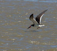 Black Skimmer