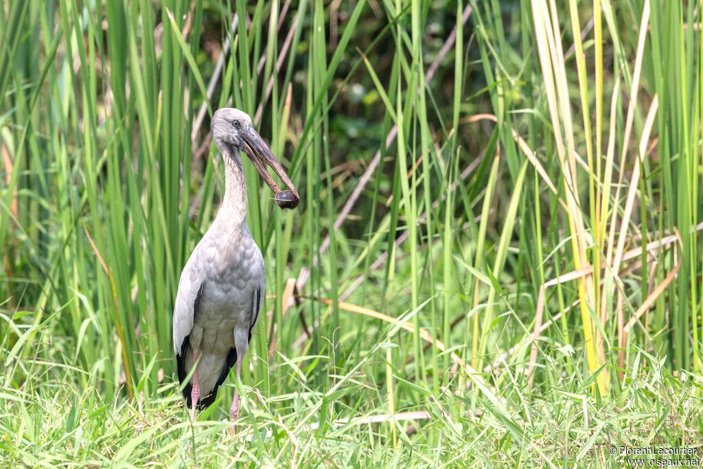 Asian Openbill