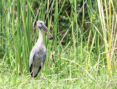 Asian Openbill