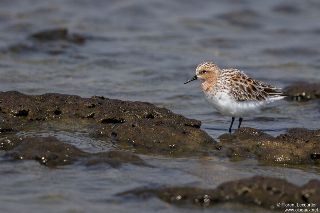 Red-necked Stint