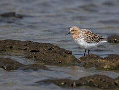 Red-necked Stint