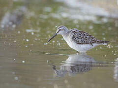 Stilt Sandpiper