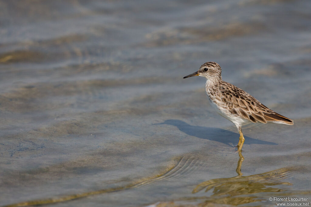 Long-toed Stint